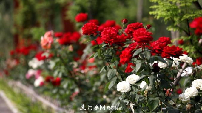 初夏，于山東梁山縣濱河大道邂逅月季花海(圖3)
