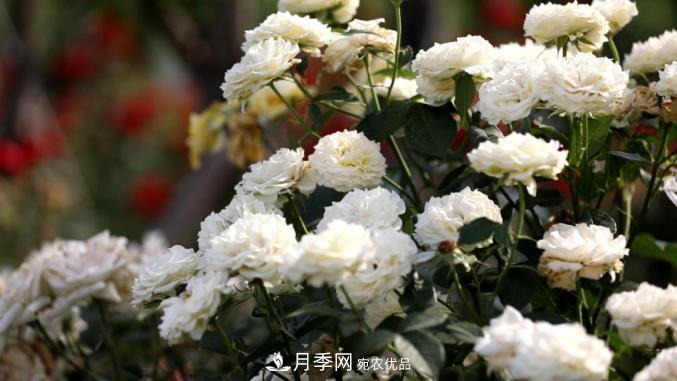 初夏，于山東梁山縣濱河大道邂逅月季花海(圖6)