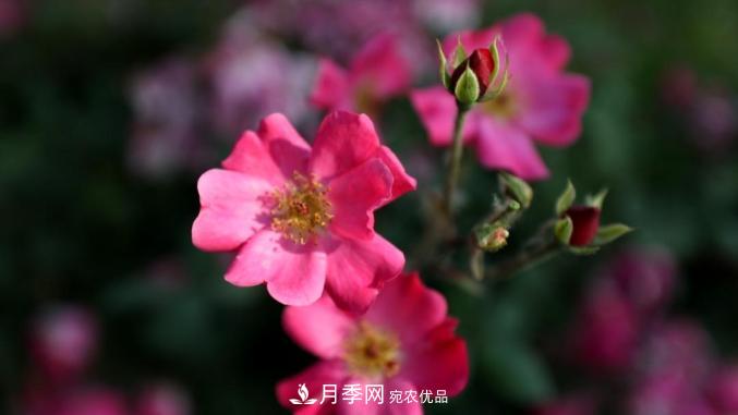 初夏，于山東梁山縣濱河大道邂逅月季花海(圖7)