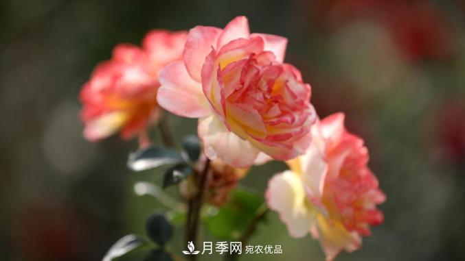 初夏，于山東梁山縣濱河大道邂逅月季花海(圖8)
