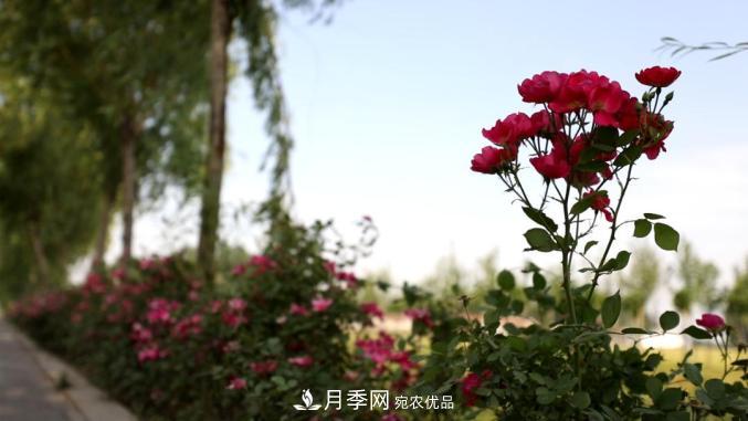 初夏，于山東梁山縣濱河大道邂逅月季花海(圖9)