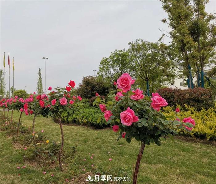 用臥龍月季花海裝扮 把襄陽變得更美(圖11)
