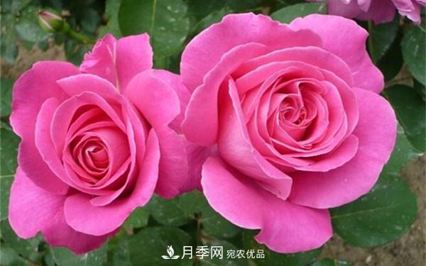 花大、濃香且適合新手栽種的3個(gè)大花月季品種推薦(圖2)