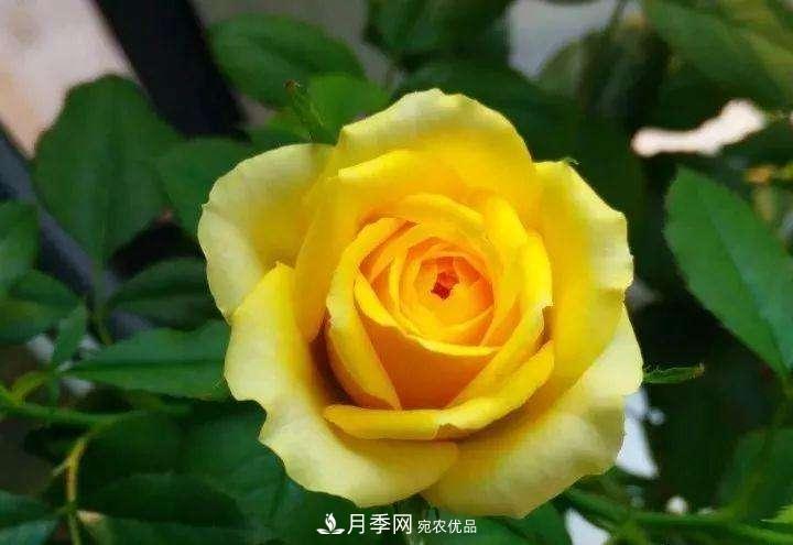 名貴月季十大品種，你養(yǎng)過哪幾種？(圖1)