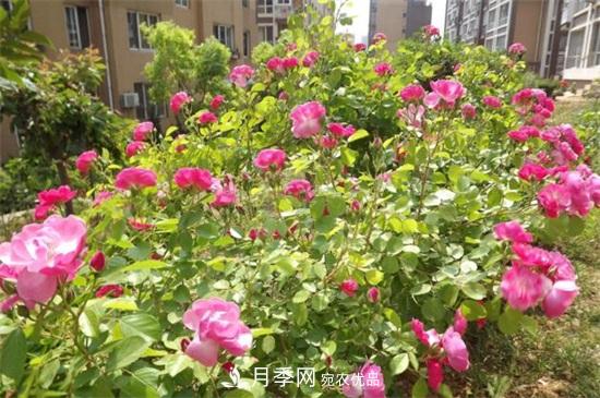 藤本月季怎么爬藤，修剪得當正確牽引(圖1)