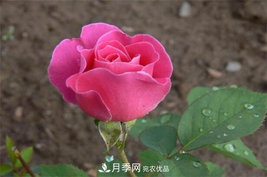藤本月季怎么爬藤，修剪得當正確牽引(圖2)