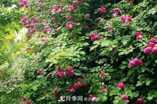 藤本月季怎么爬藤，修剪得當正確牽引(圖3)