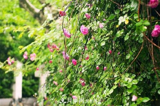 藤本月季怎么爬藤，修剪得當正確牽引(圖4)