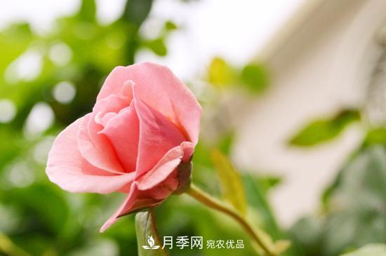 月季直接土插能生根嗎？扦插辦法(圖3)