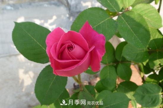 月季直接土插能生根嗎？扦插辦法(圖1)