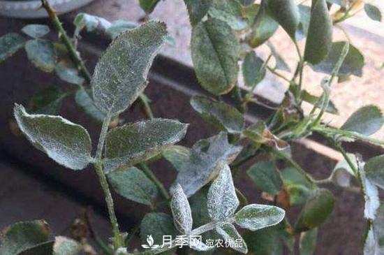 月季白粉病怎么治？月季白粉病的治療方法(圖1)