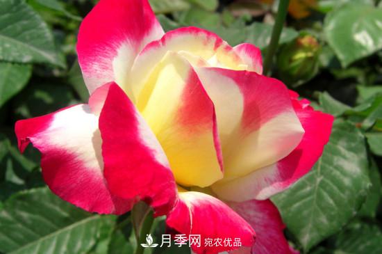 月季白粉病怎么治？月季白粉病的治療方法(圖2)
