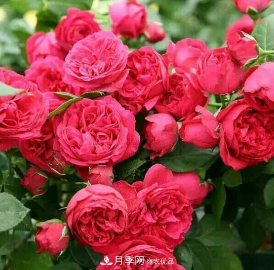 推薦6種類(lèi)型的月季品種，抗病強(qiáng)花量大，用途多選擇多(圖3)
