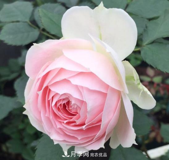 推薦6種類(lèi)型的月季品種，抗病強(qiáng)花量大，用途多選擇多(圖4)
