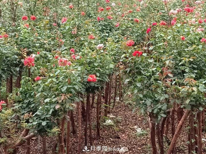 4公分樹狀月季價格，批發(fā)推薦南陽樹狀月季基地(圖2)