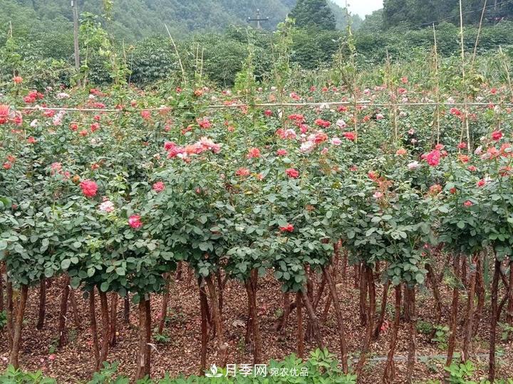 4公分樹狀月季價格，批發(fā)推薦南陽樹狀月季基地(圖3)