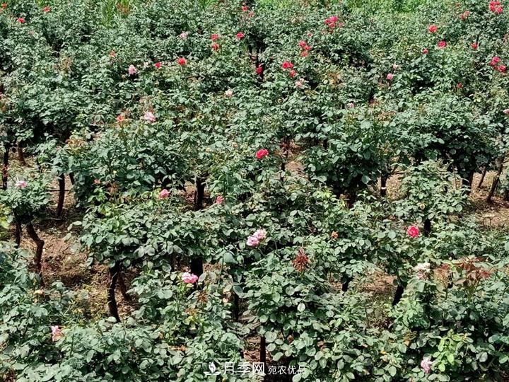 4公分樹狀月季價格，批發(fā)推薦南陽樹狀月季基地(圖4)