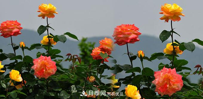 溫度適宜，如何讓城區(qū)景觀道樹狀月季開花多？(圖1)