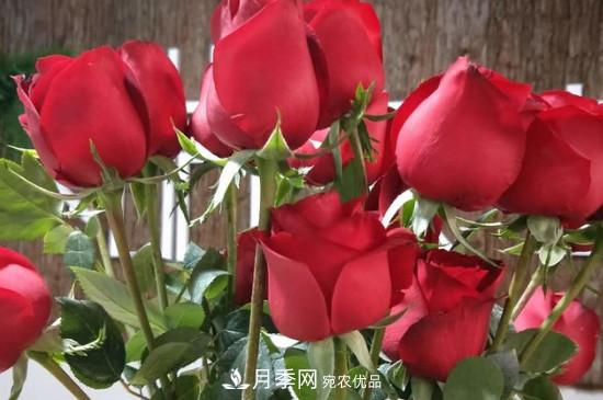 卡羅拉是玫瑰還是月季？(圖3)
