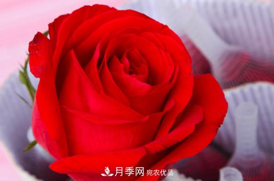 卡羅拉是玫瑰還是月季？(圖2)