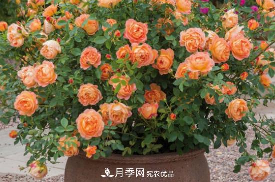 帶土球發(fā)貨的月季要怎么栽種？(圖3)