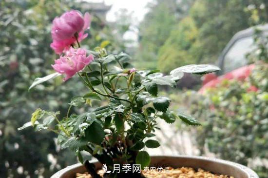 帶土球發(fā)貨的月季要怎么栽種？(圖2)