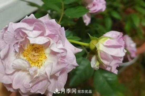 養(yǎng)護修剪月季，剪花從哪剪？(圖1)