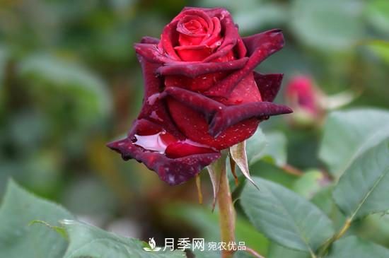 養(yǎng)護修剪月季，剪花從哪剪？(圖2)