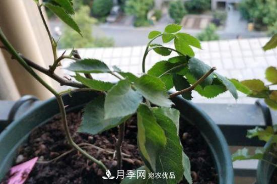 月季移栽后葉子蔫了能活嗎？(圖1)
