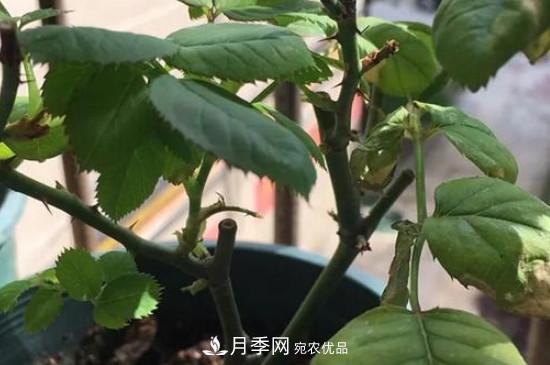 月季移栽后葉子蔫了能活嗎？(圖2)