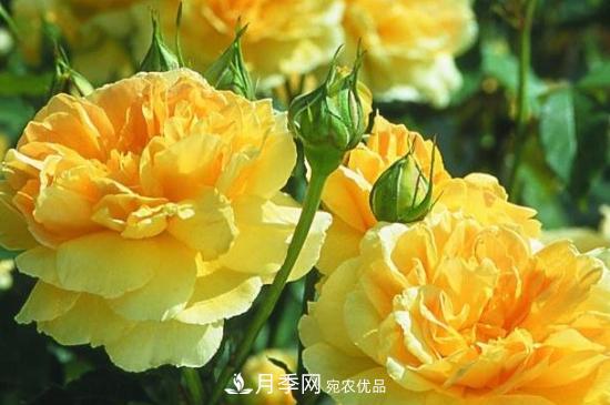 月季葉子太多要不要剪掉？修剪辦法(圖2)