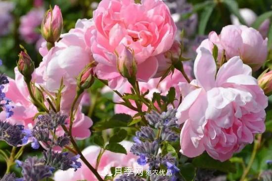 月季葉子太多要不要剪掉？修剪辦法(圖1)