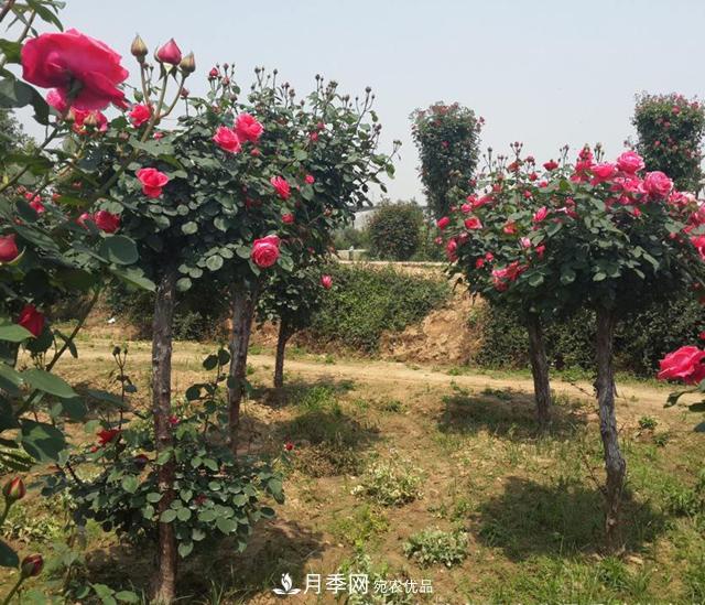南陽(yáng)樹狀月季怎樣移植易成活？(圖2)