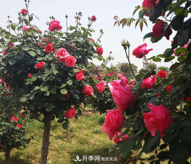 南陽(yáng)樹狀月季怎樣移植易成活？(圖1)
