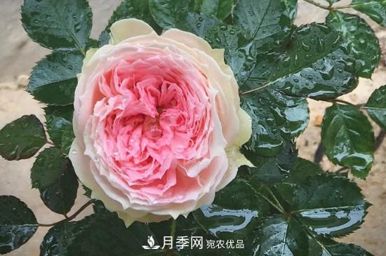 絨球門廊微型月季養(yǎng)護(hù)注意事項(xiàng)(圖1)