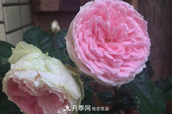絨球門廊微型月季養(yǎng)護(hù)注意事項(xiàng)(圖2)