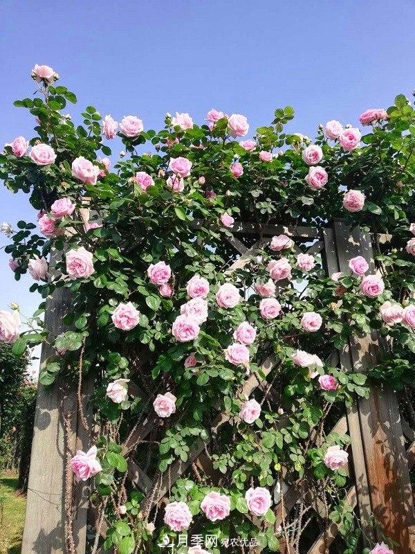 上海辰山植物園月季花海，五一迎來***佳觀賞期(圖1)