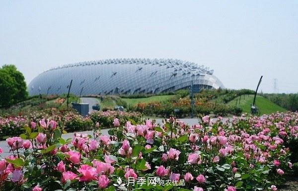 上海辰山植物園月季花海，五一迎來***佳觀賞期(圖2)
