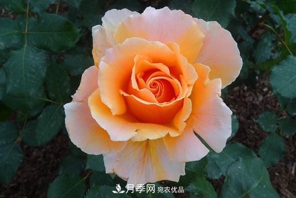 上海辰山植物園月季花海，五一迎來***佳觀賞期(圖5)