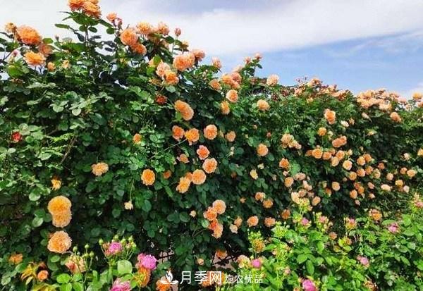 上海辰山植物園月季花海，五一迎來***佳觀賞期(圖4)