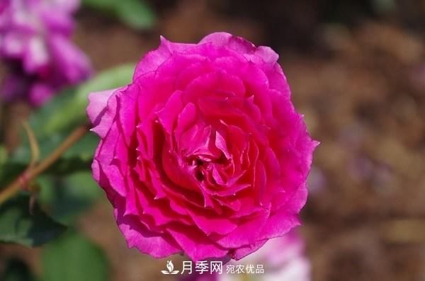 上海辰山植物園月季花海，五一迎來***佳觀賞期(圖6)