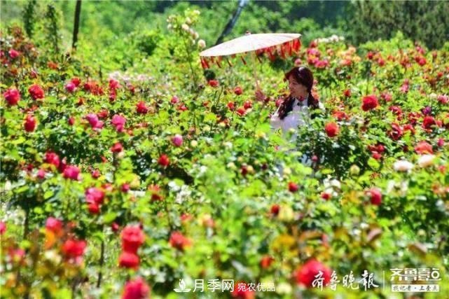 山東淄博沂源60畝月季花競放，美麗產(chǎn)業(yè)助推特色鄉(xiāng)村旅游(圖3)