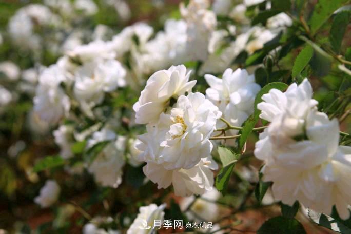 萬紫千紅！湖南益陽安化“茶鄉(xiāng)花?！痹录臼㈤_(圖3)