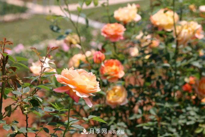 萬紫千紅！湖南益陽安化“茶鄉(xiāng)花海”月季盛開(圖1)
