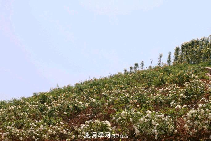 萬紫千紅！湖南益陽安化“茶鄉(xiāng)花海”月季盛開(圖4)