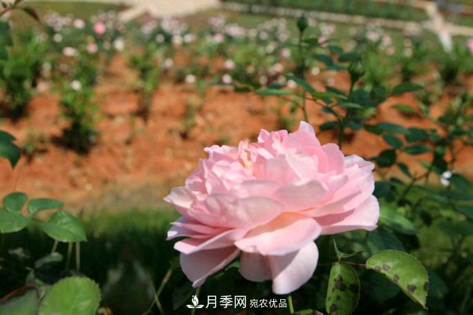 萬紫千紅！湖南益陽安化“茶鄉(xiāng)花海”月季盛開(圖2)