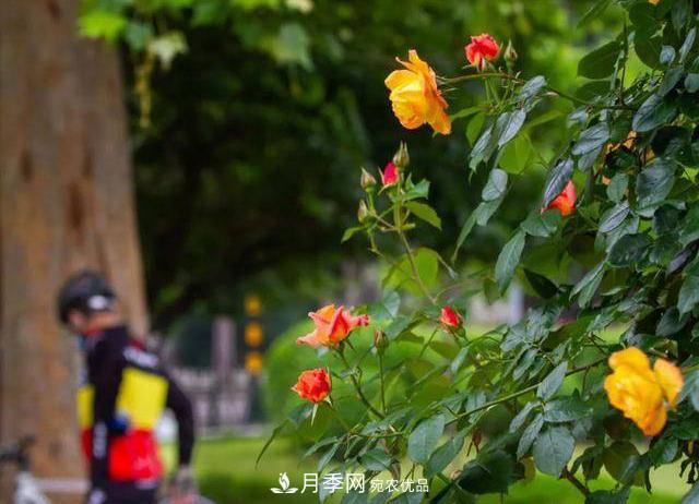 冉冉初夏，河北秦皇島十余處月季花海等你邂逅！(圖4)