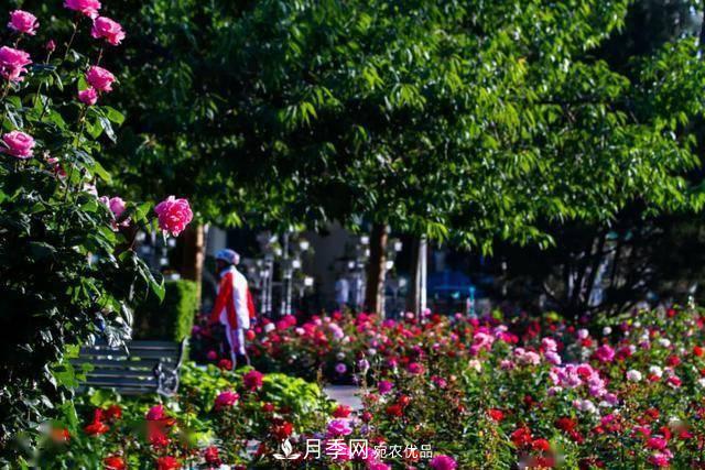 冉冉初夏，河北秦皇島十余處月季花海等你邂逅！(圖2)