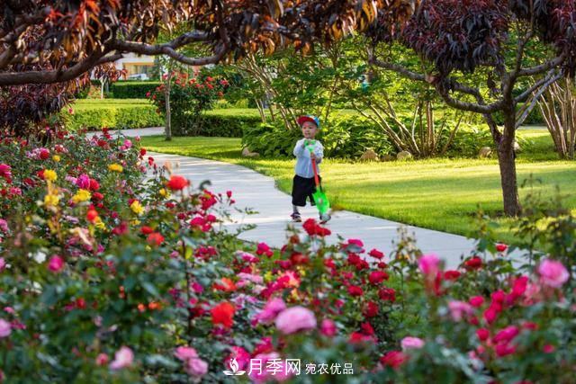 冉冉初夏，河北秦皇島十余處月季花海等你邂逅！(圖1)