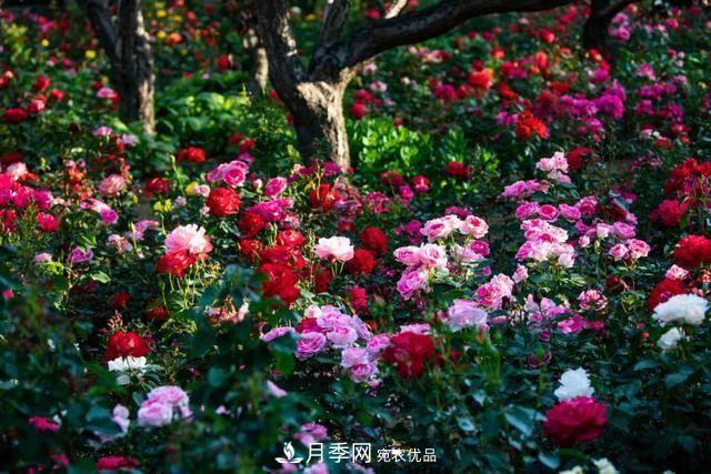 冉冉初夏，河北秦皇島十余處月季花海等你邂逅！(圖3)